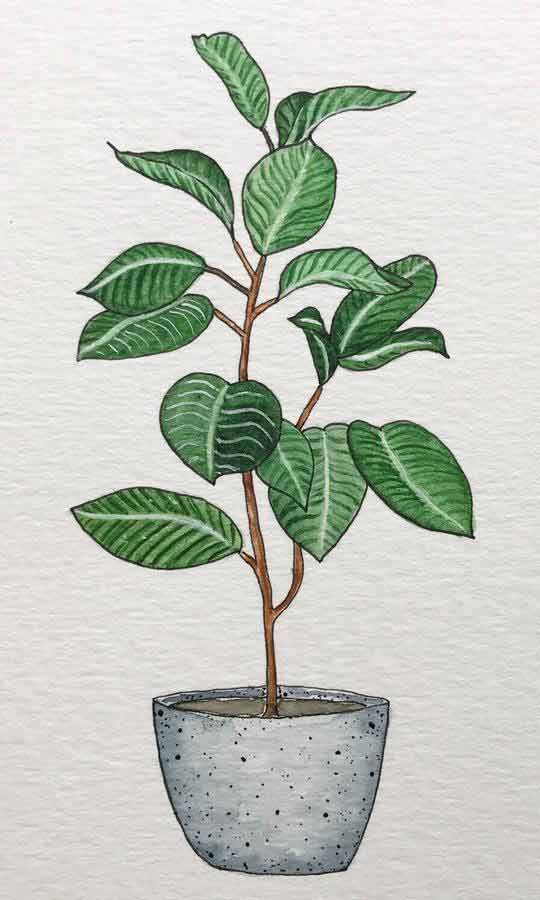 Rubber plant in a pot Painting 