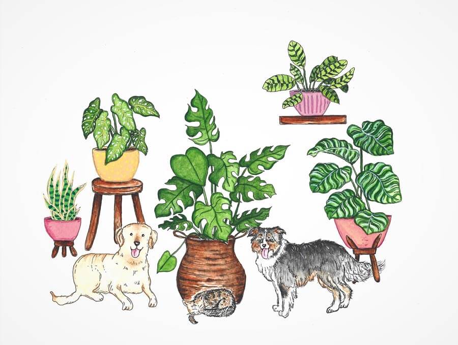 dogs, sleeping cat and house plants