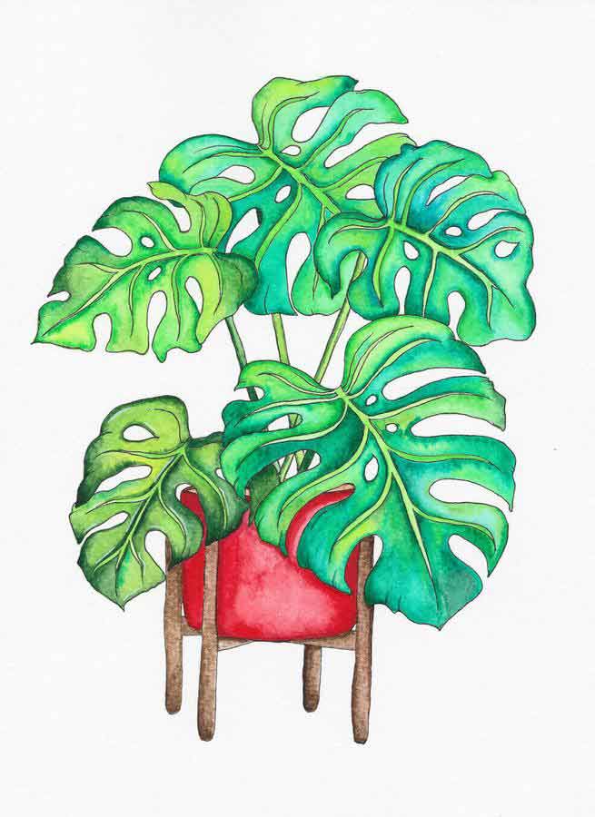 tropical monstera leaf watercolor painting