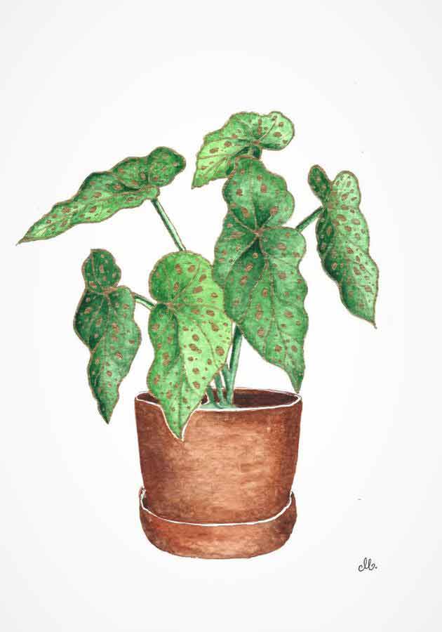 watercolor begonia maculata in a pot