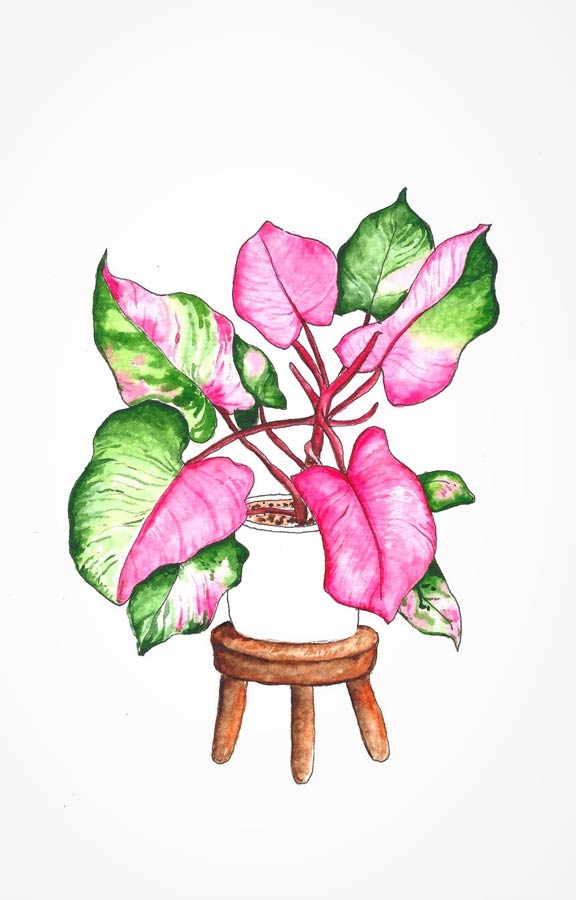 Pink Princess philodendron