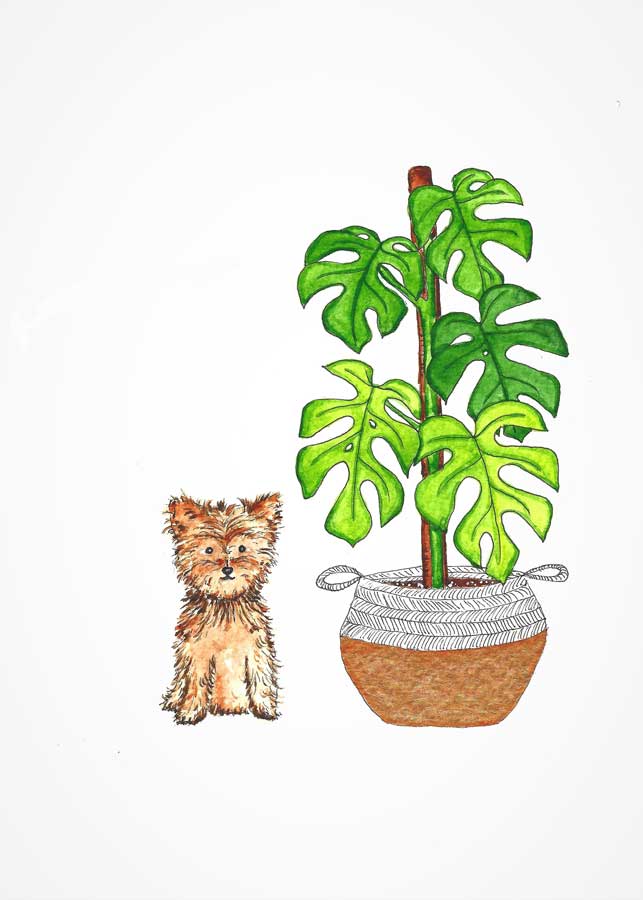 yorkie puppy with mini monstera