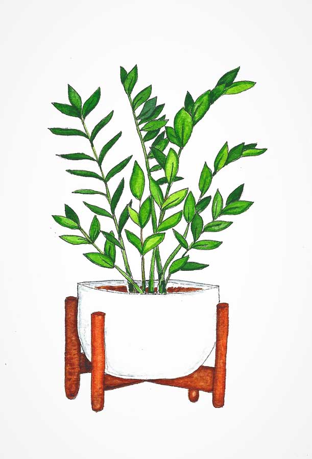ZZ plant on its plant stand